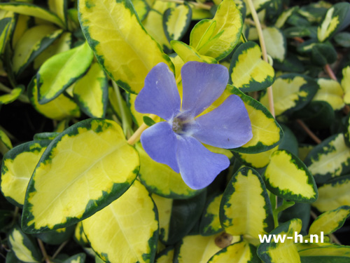 Vinca minor